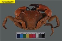 藏品(兇猛酋婦蟹)的圖片